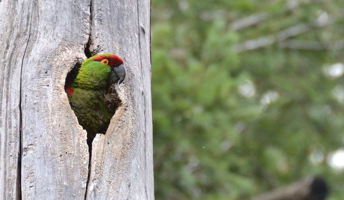 Thick-billed Parrot - ML261418561