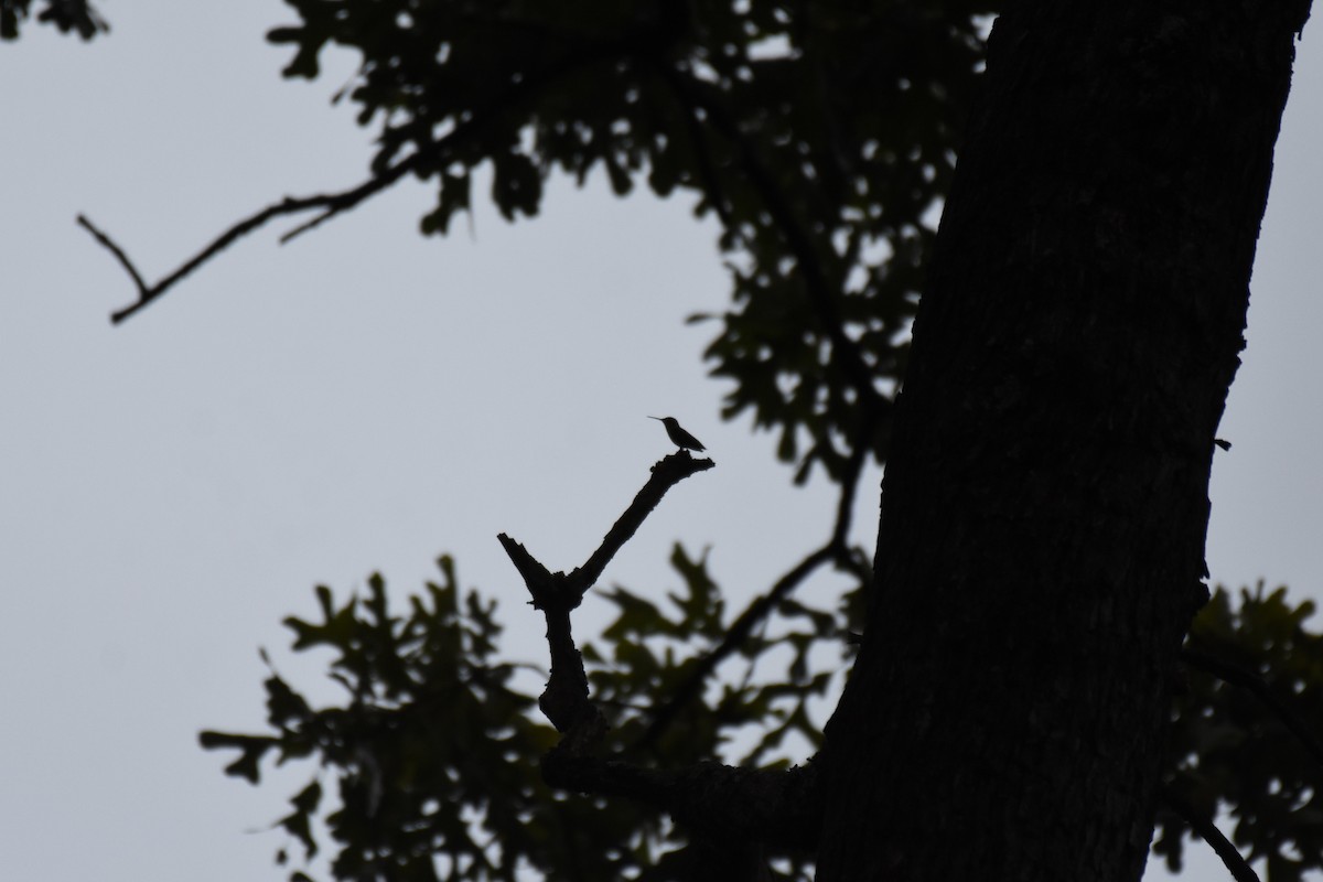 Ruby-throated Hummingbird - ML261419171