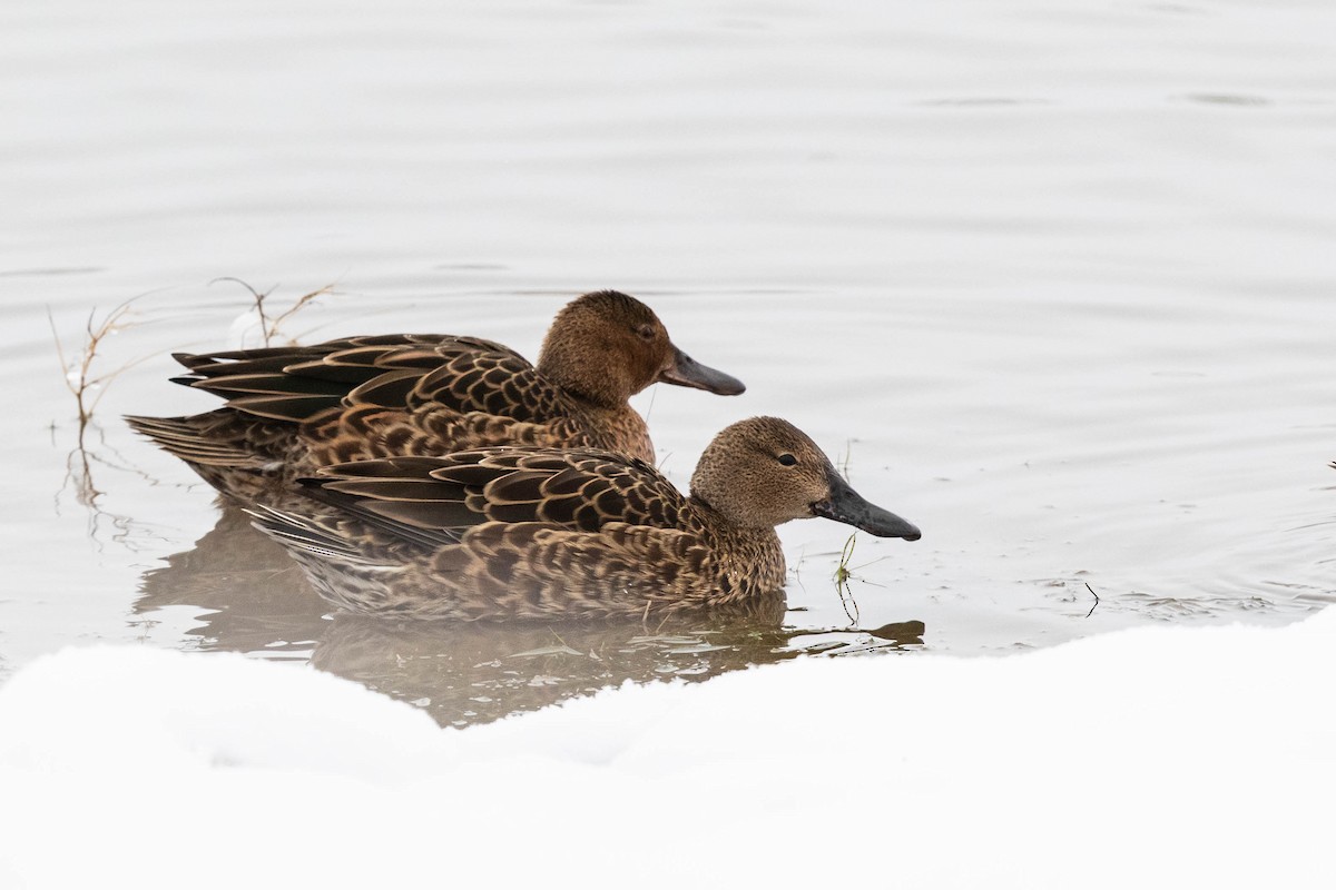 Cinnamon Teal - Bob Friedrichs