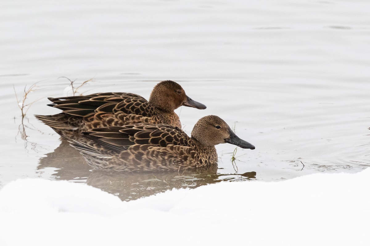 Cinnamon Teal - Bob Friedrichs