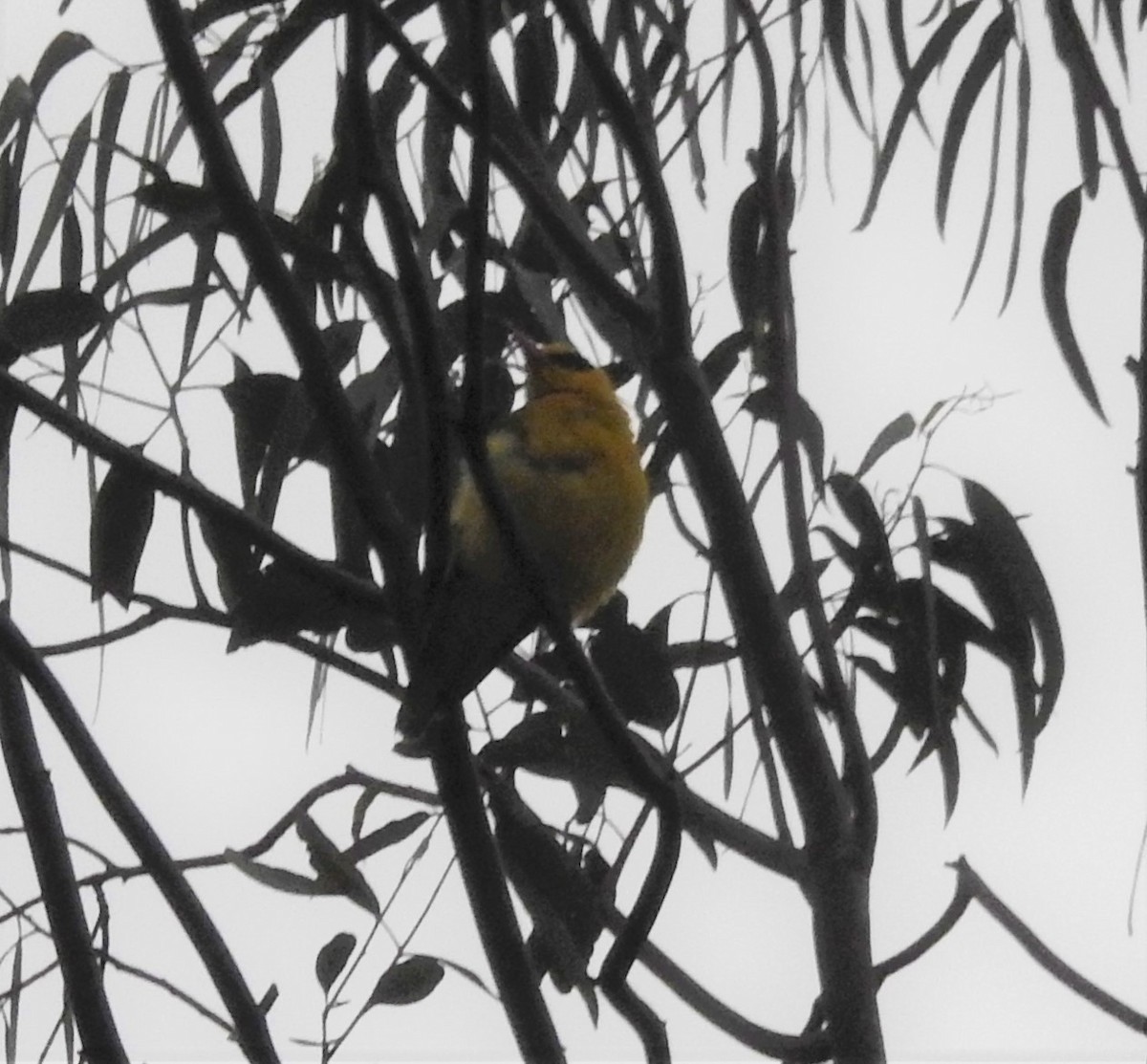 Slender-billed Oriole - ML261420391