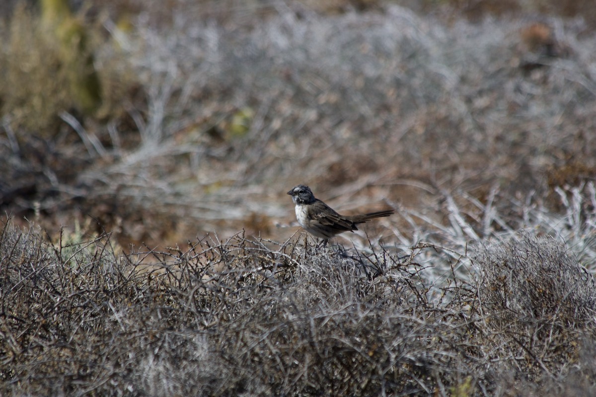 Bell's Sparrow - ML261420851