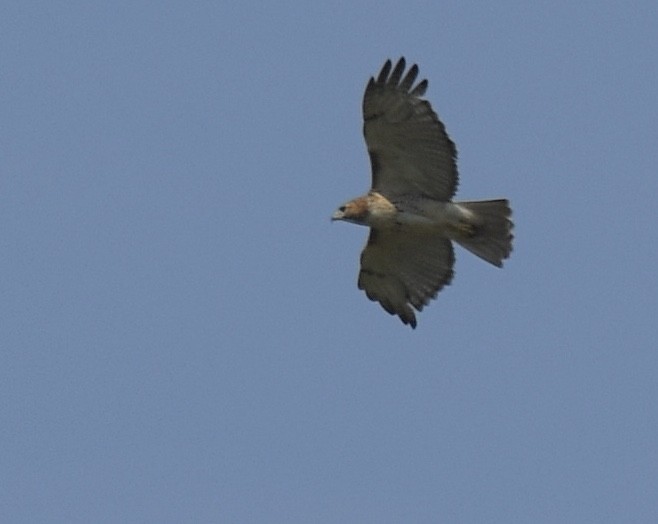 Red-tailed Hawk - ML261422671