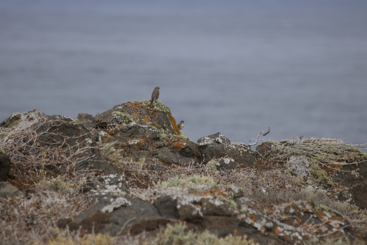 Bell's Sparrow - ML261424291