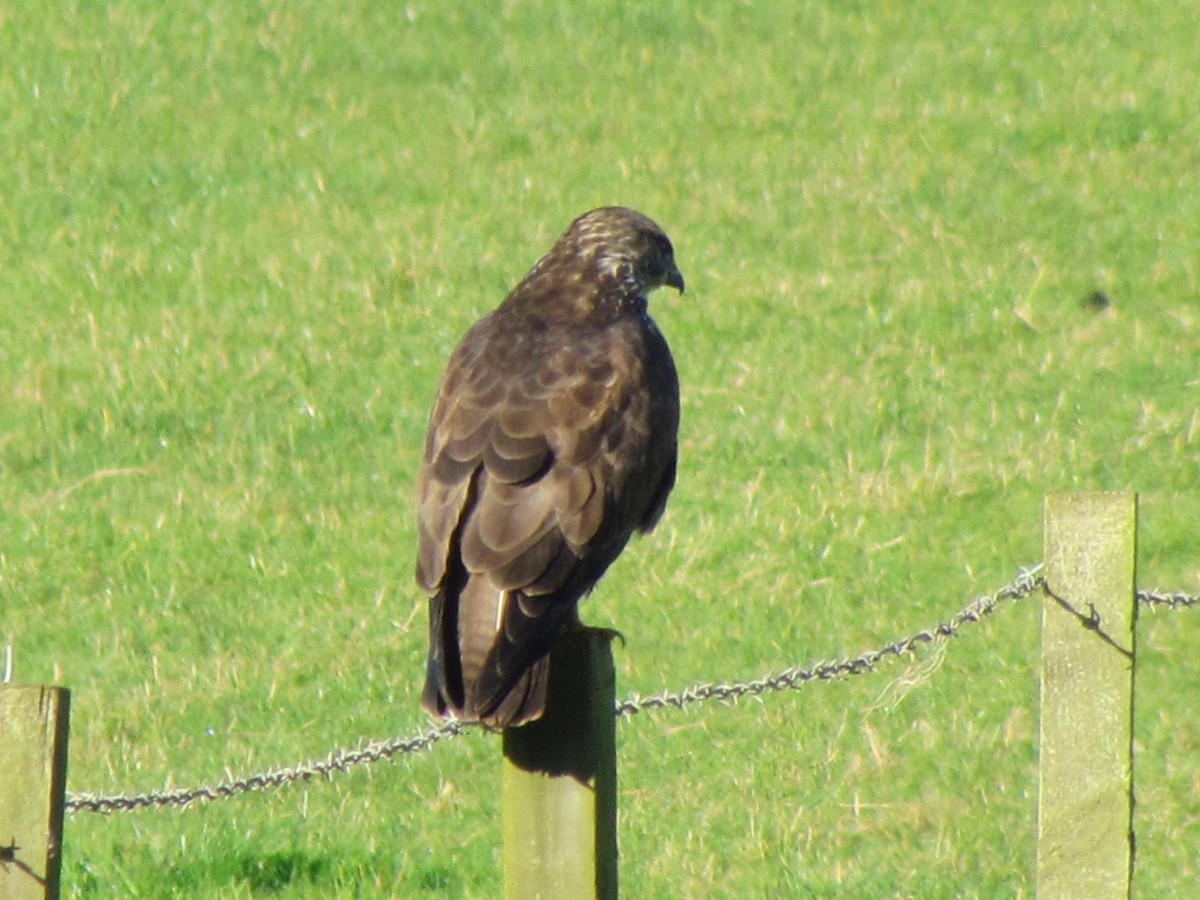 Common Buzzard - ML26142431