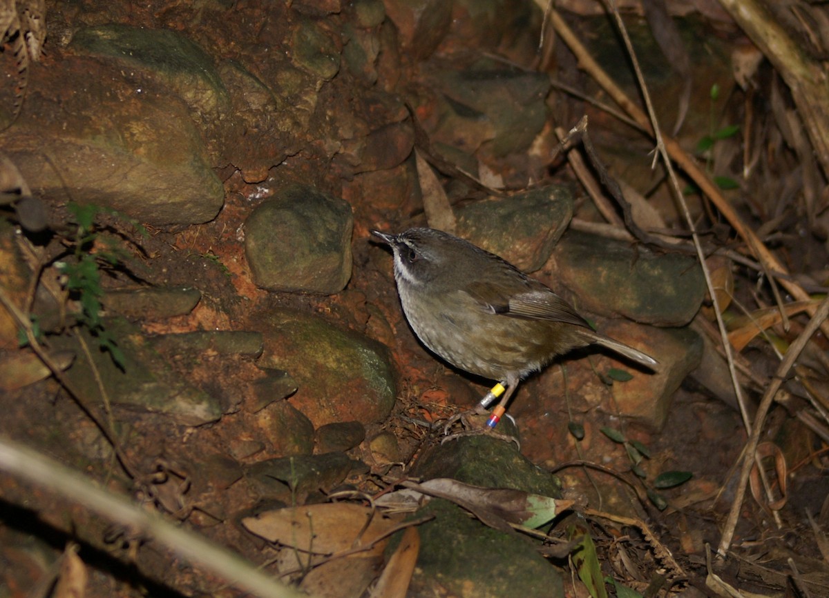 White-browed Scrubwren - ML261426911