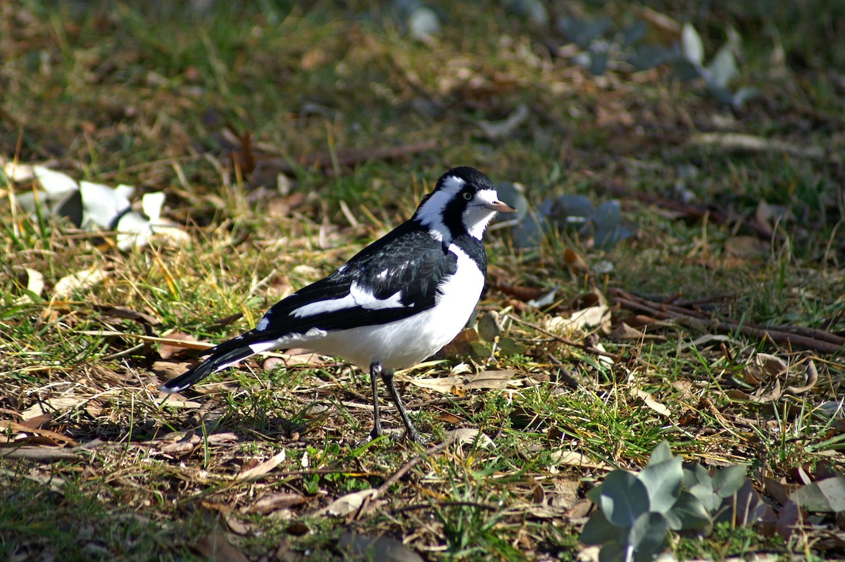 Magpie-lark - ML261427031