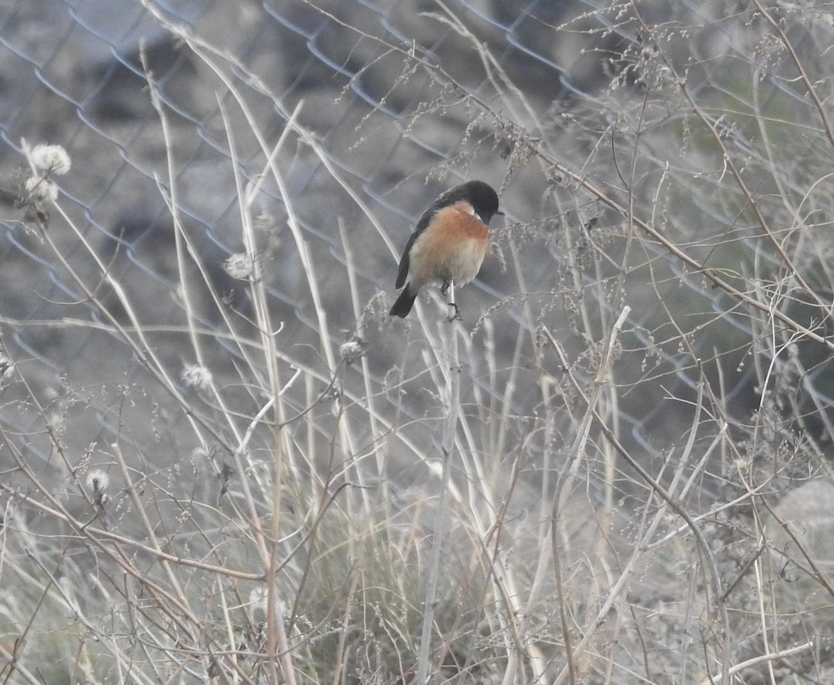 Siberian Stonechat - ML261427221