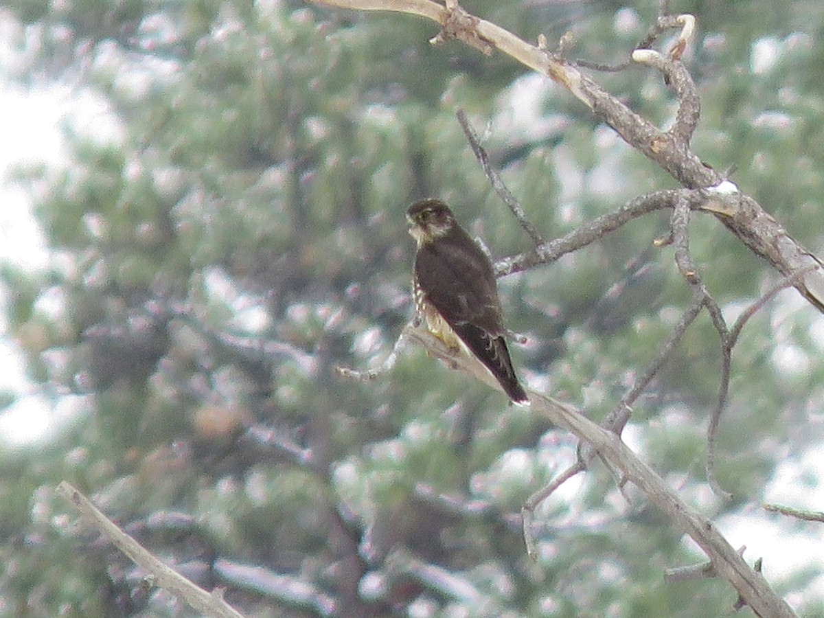 Merlin - ML261427421