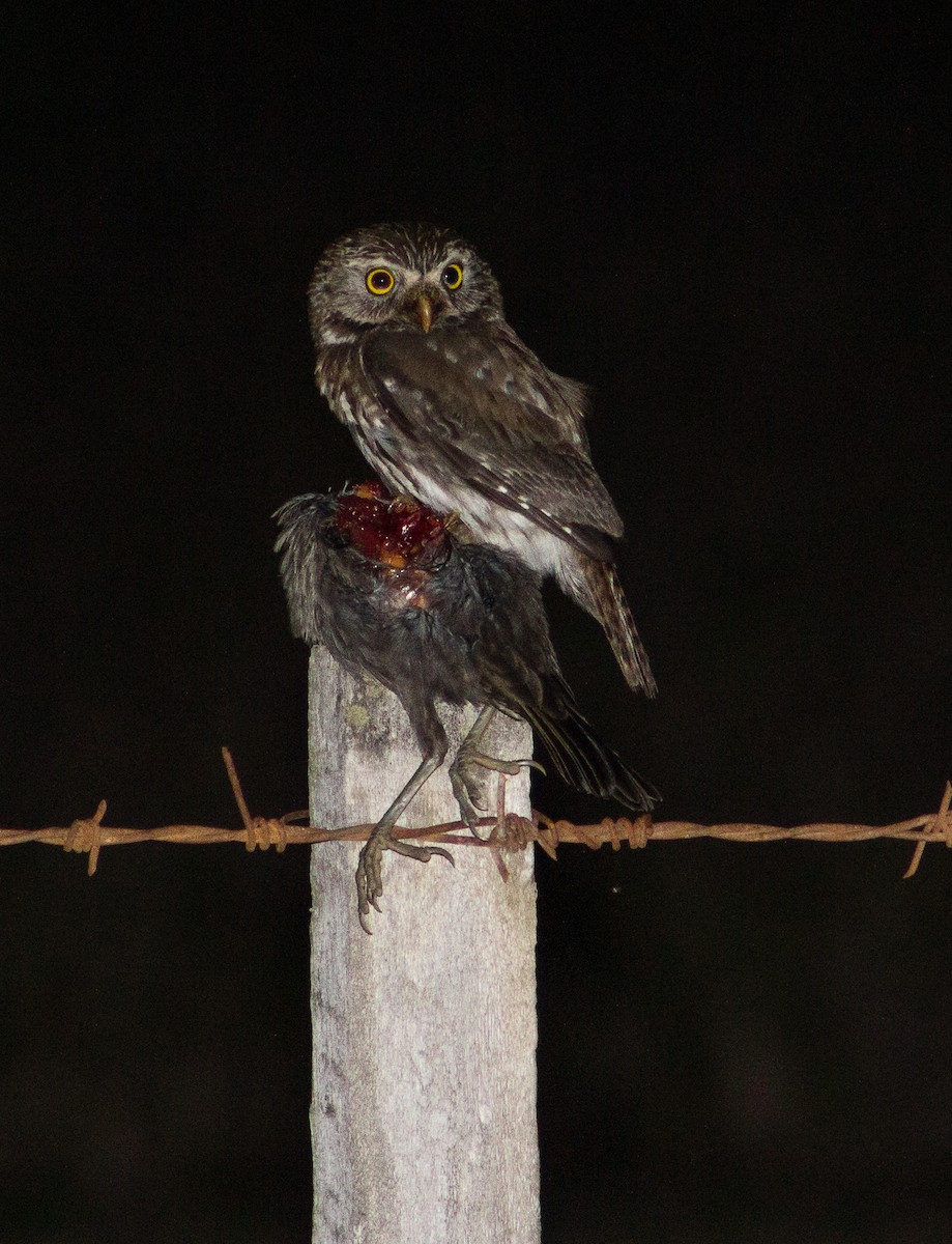 Austral Pygmy-Owl - ML261427791