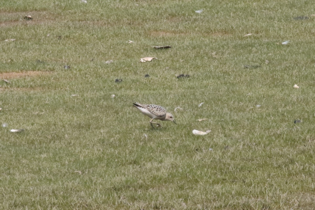 Buff-breasted Sandpiper - ML261428601