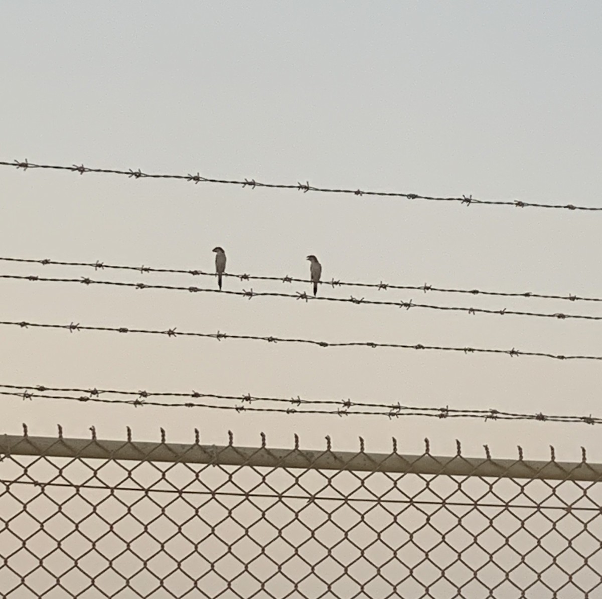 Indian Silverbill - ML261429471