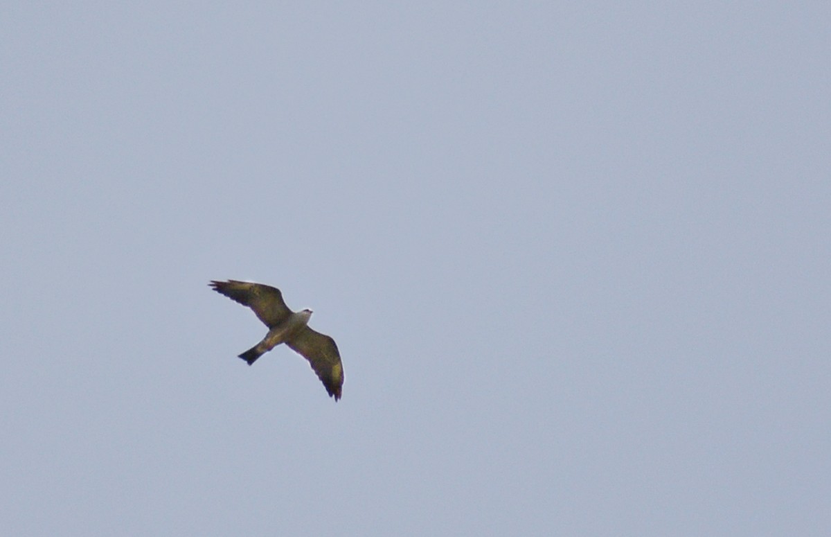 Mississippi Kite - ML261429541