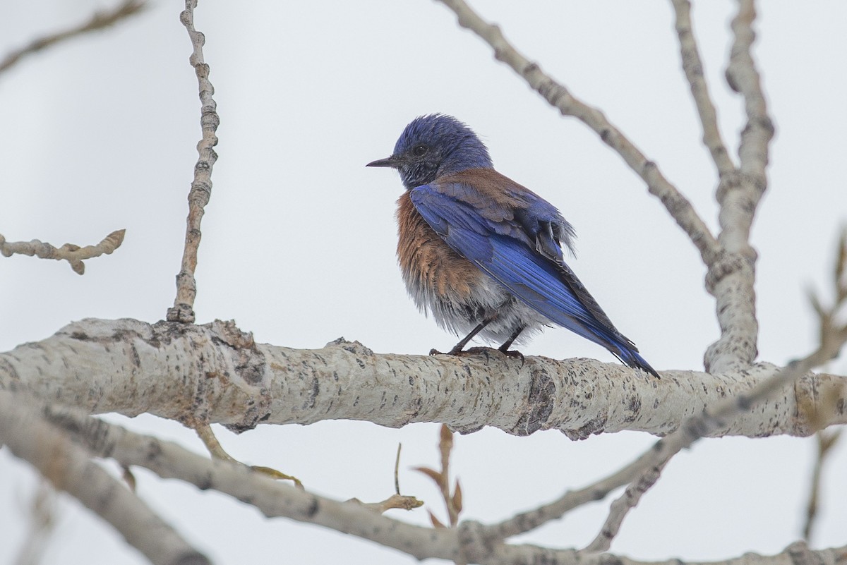 Western Bluebird - ML26143181