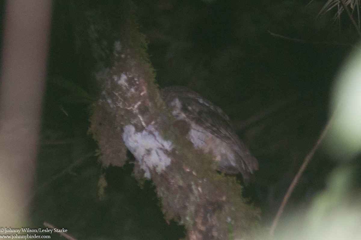 Rufescent Screech-Owl (Colombian) - ML261432461