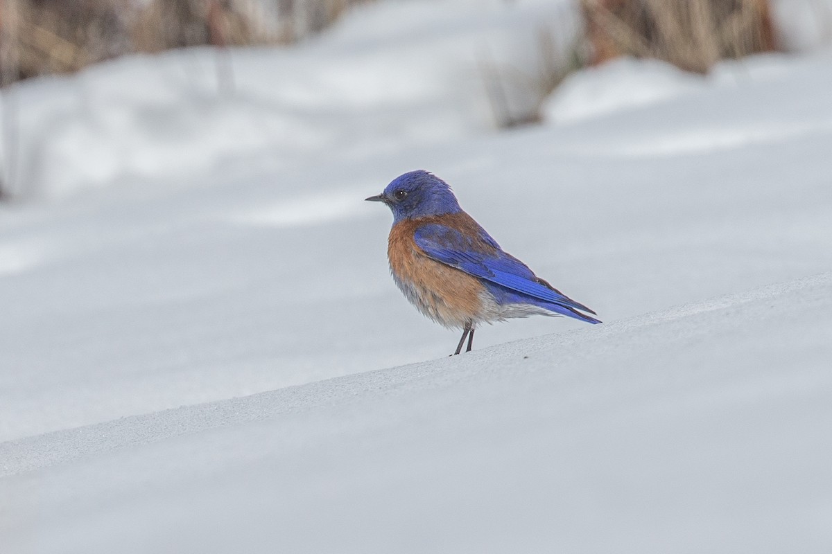 Western Bluebird - ML26143261