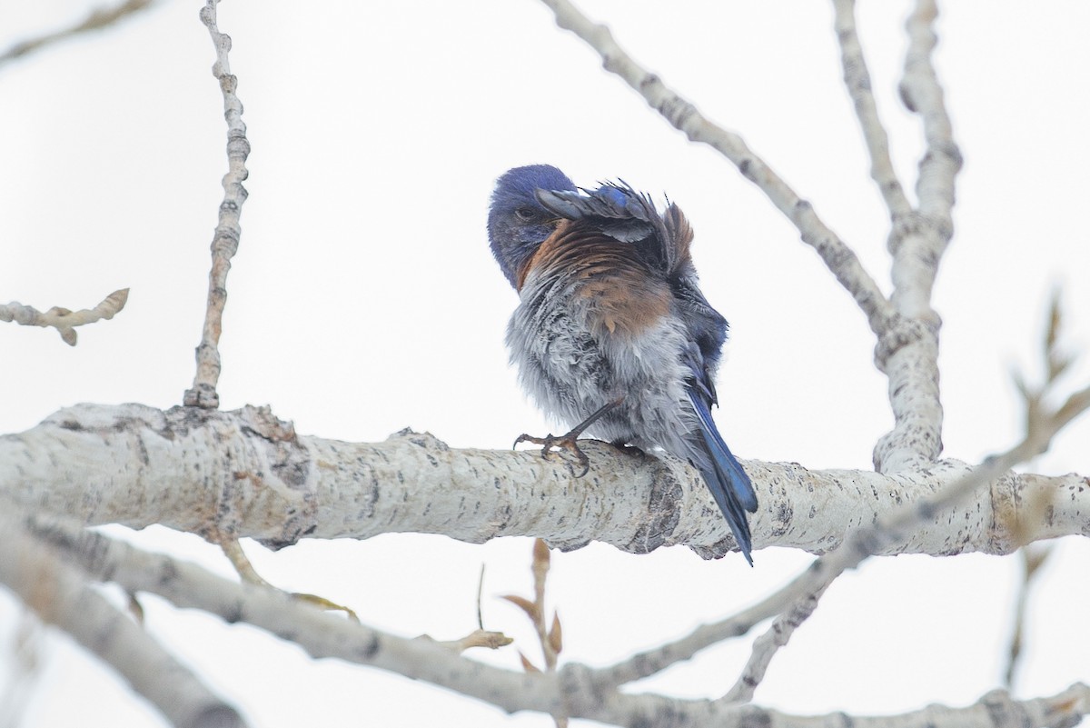 Western Bluebird - ML26143281