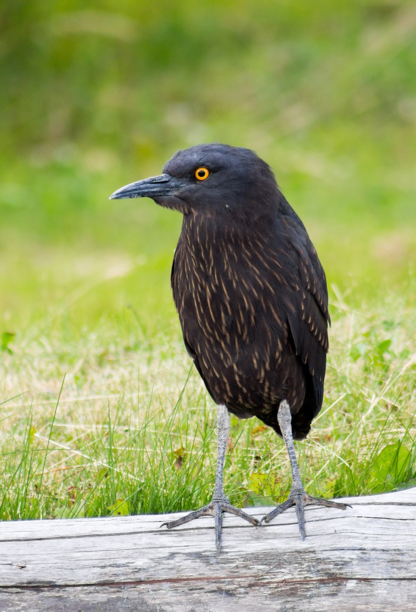 Black-crowned Night Heron - ML261432871