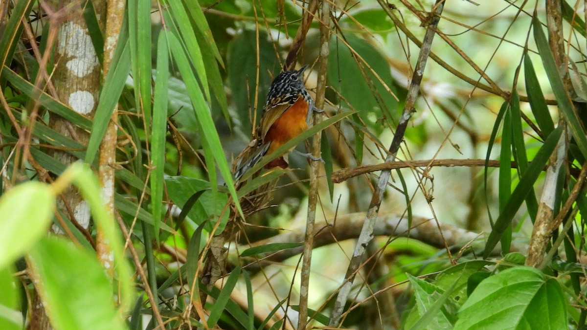 East Andean Antbird - ML261434441