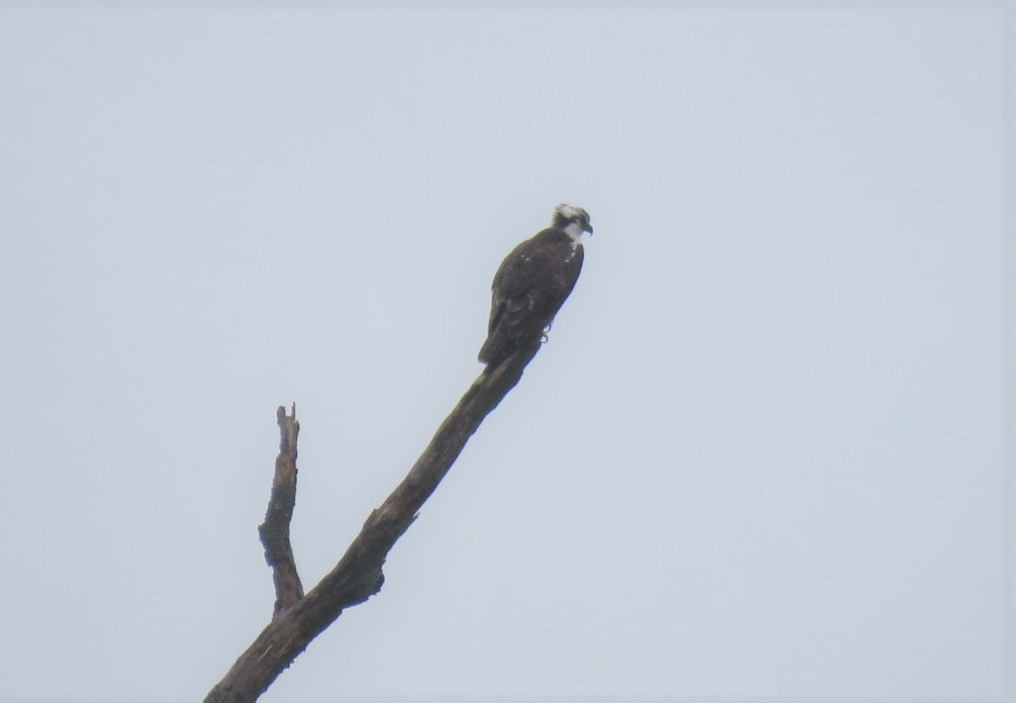 Osprey - Michael Bowen