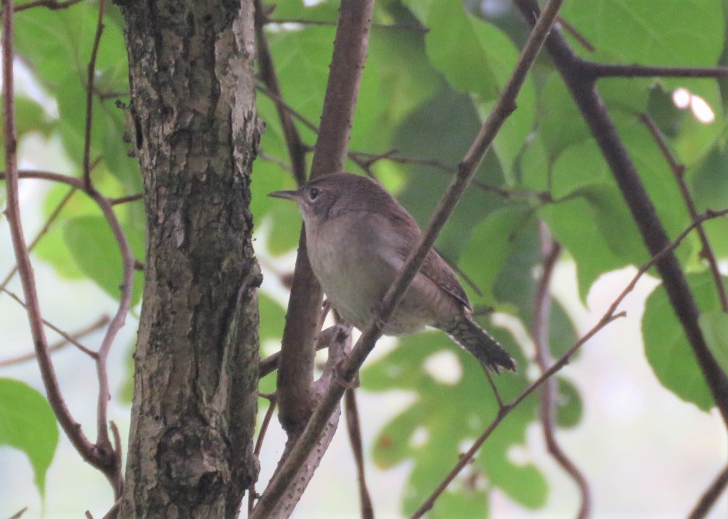 House Wren - ML261434911