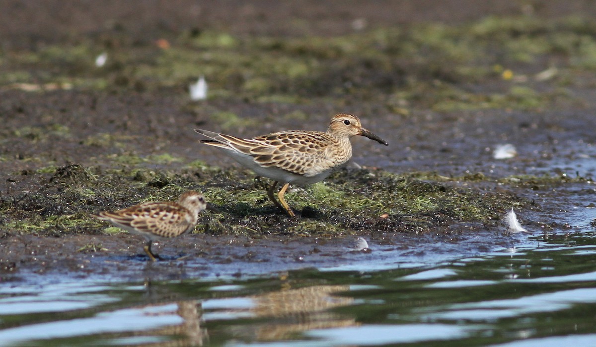 Txirri pektorala - ML261438101