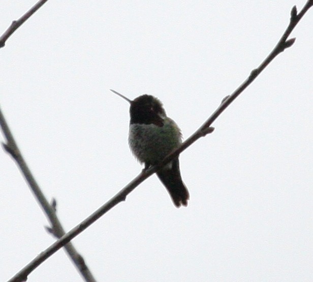 Anna's Hummingbird - Nels Nelson