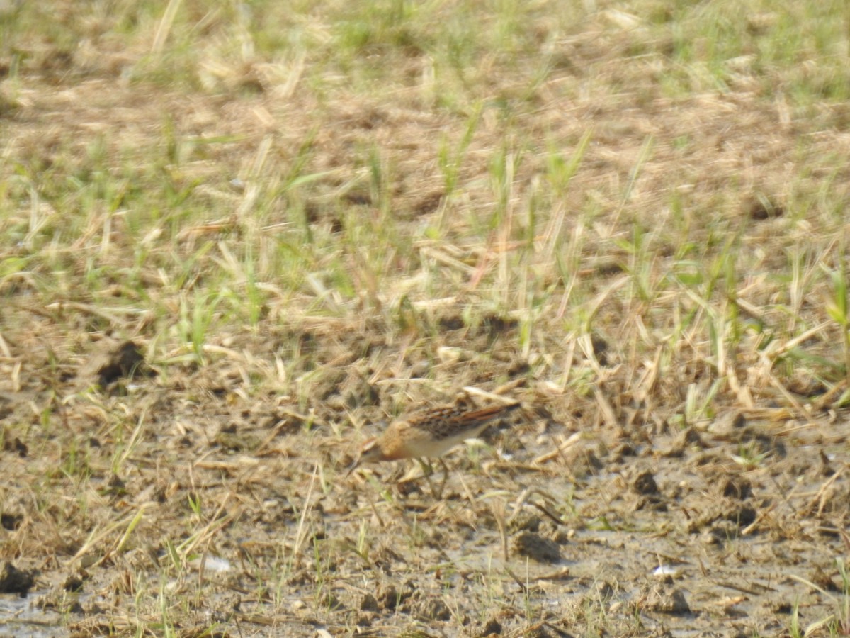 Sharp-tailed Sandpiper - ML261439971