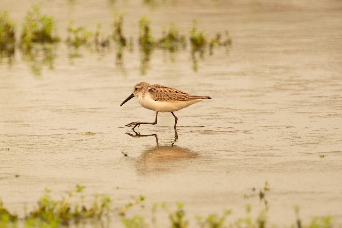 Western Sandpiper - Cynthia  Case