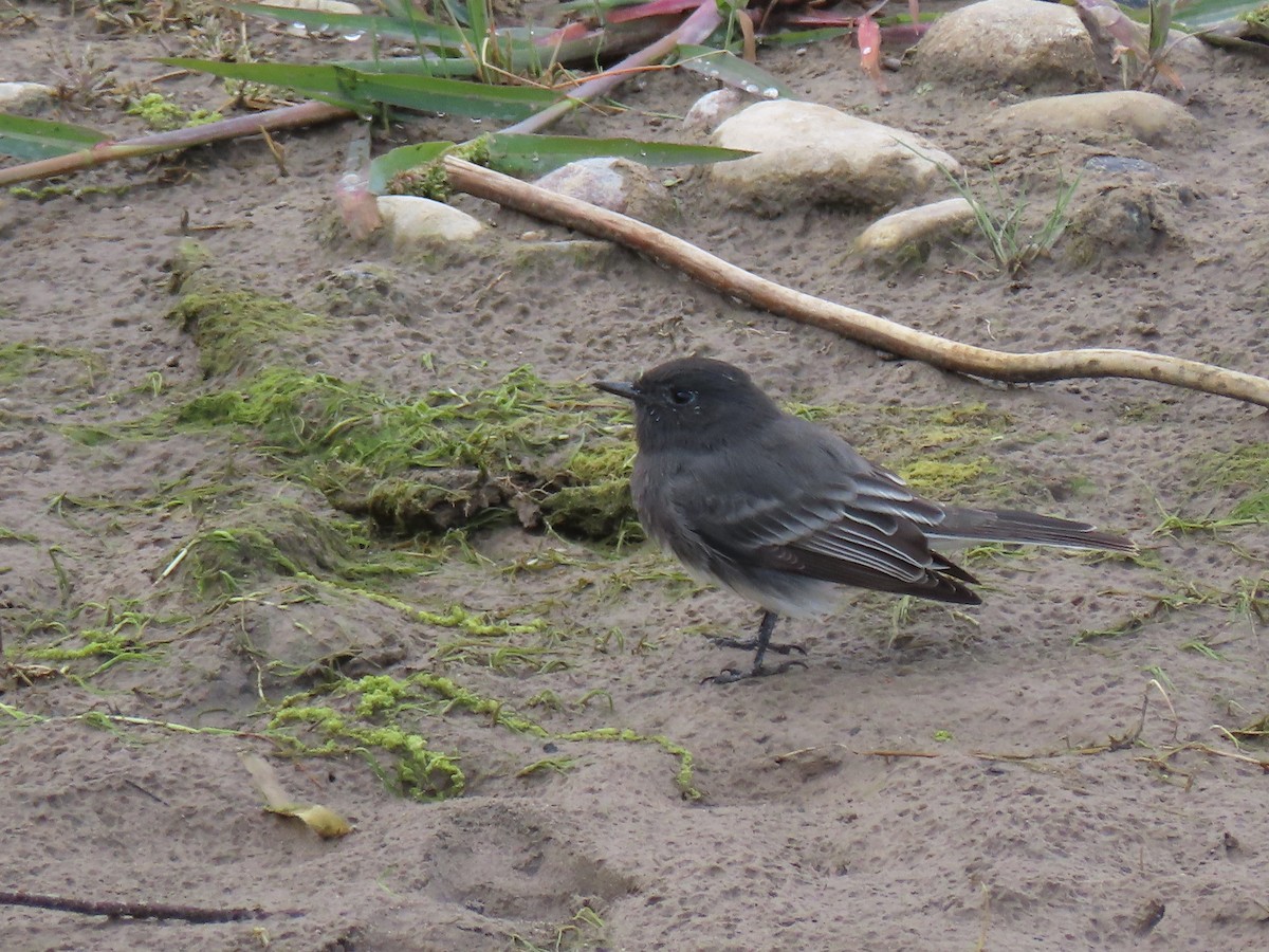 Black Phoebe - ML261440641