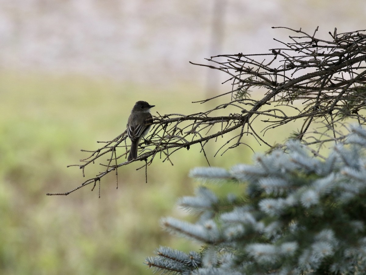 Eastern Phoebe - ML261440921