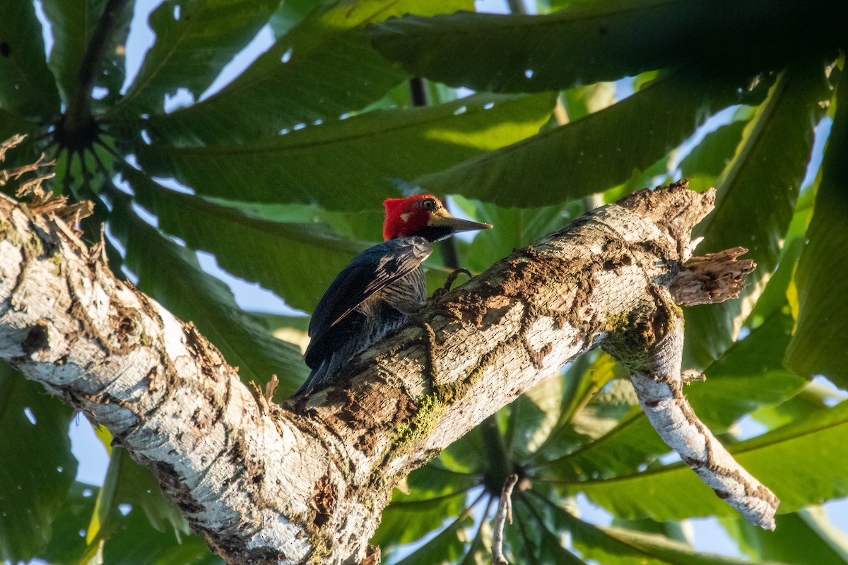 Crimson-crested Woodpecker - ML261441881