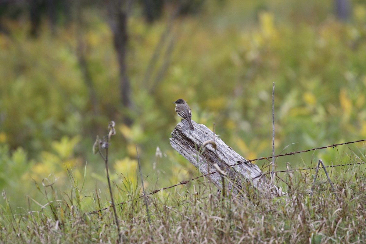 Eastern Phoebe - ML261443271