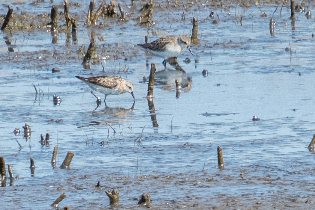 Little Stint - ML261443371