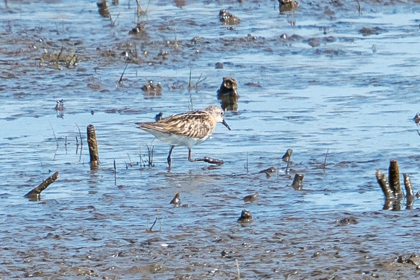 Little Stint - ML261443401