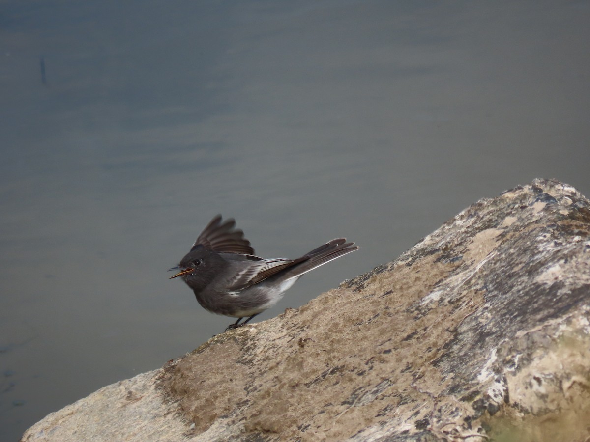 Black Phoebe - ML261443511