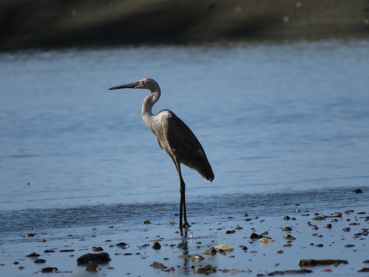 Reddish Egret - ML261444871