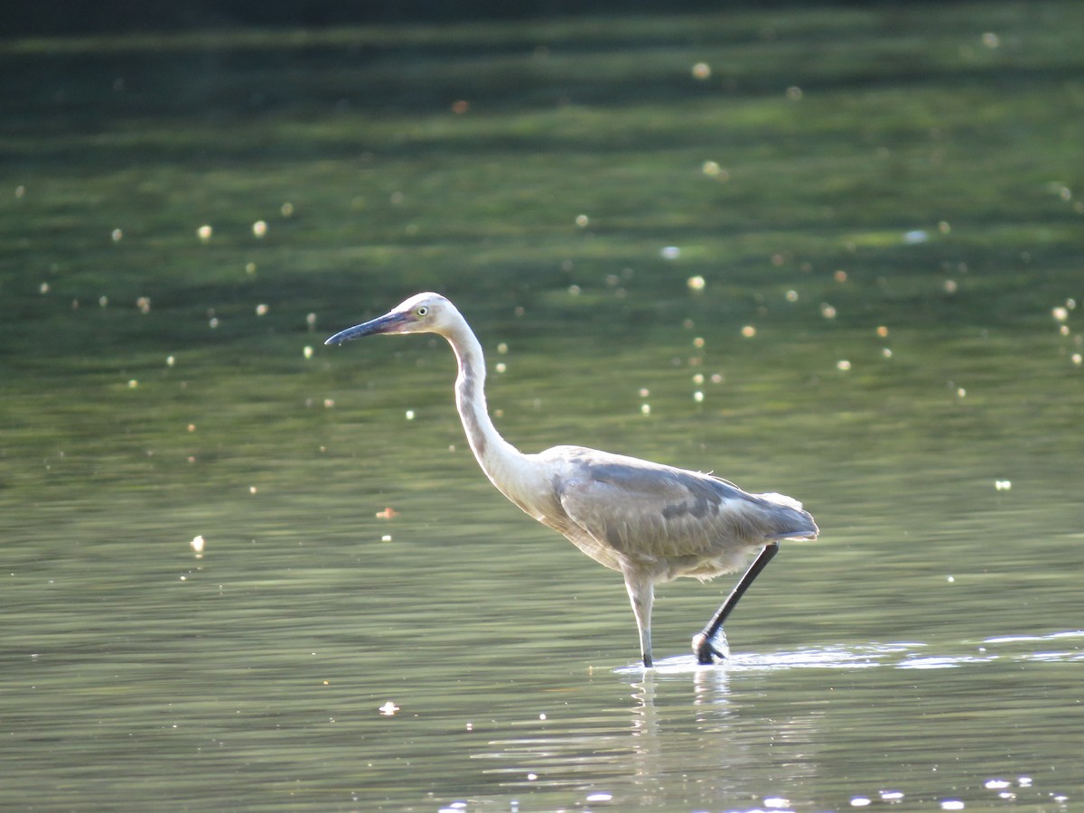 Reddish Egret - ML261444881