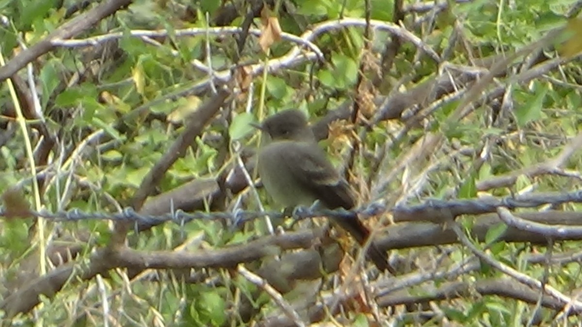 Western Wood-Pewee - ML261446231