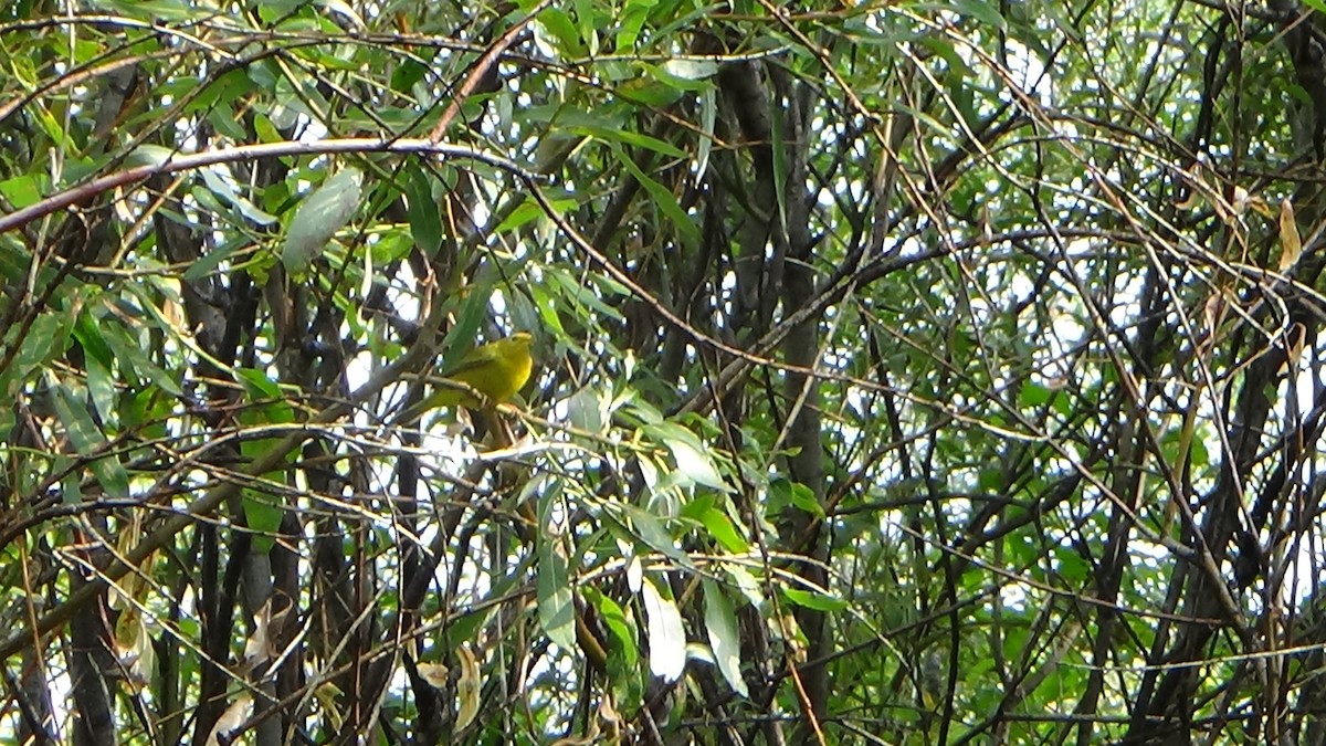 Yellow Warbler - ML261446481