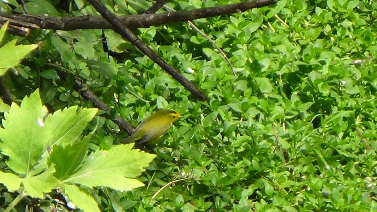 Wilson's Warbler - Lindy Martinez