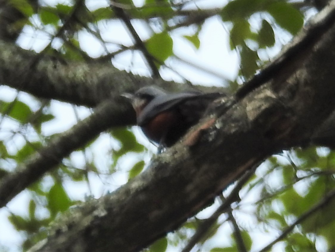 クリハラゴジュウカラ - ML261446591