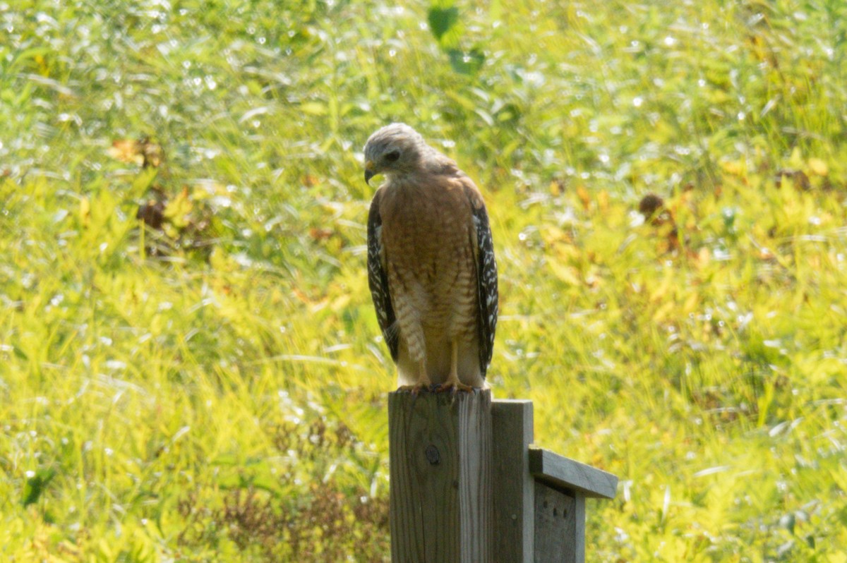 Red-shouldered Hawk - ML261447031