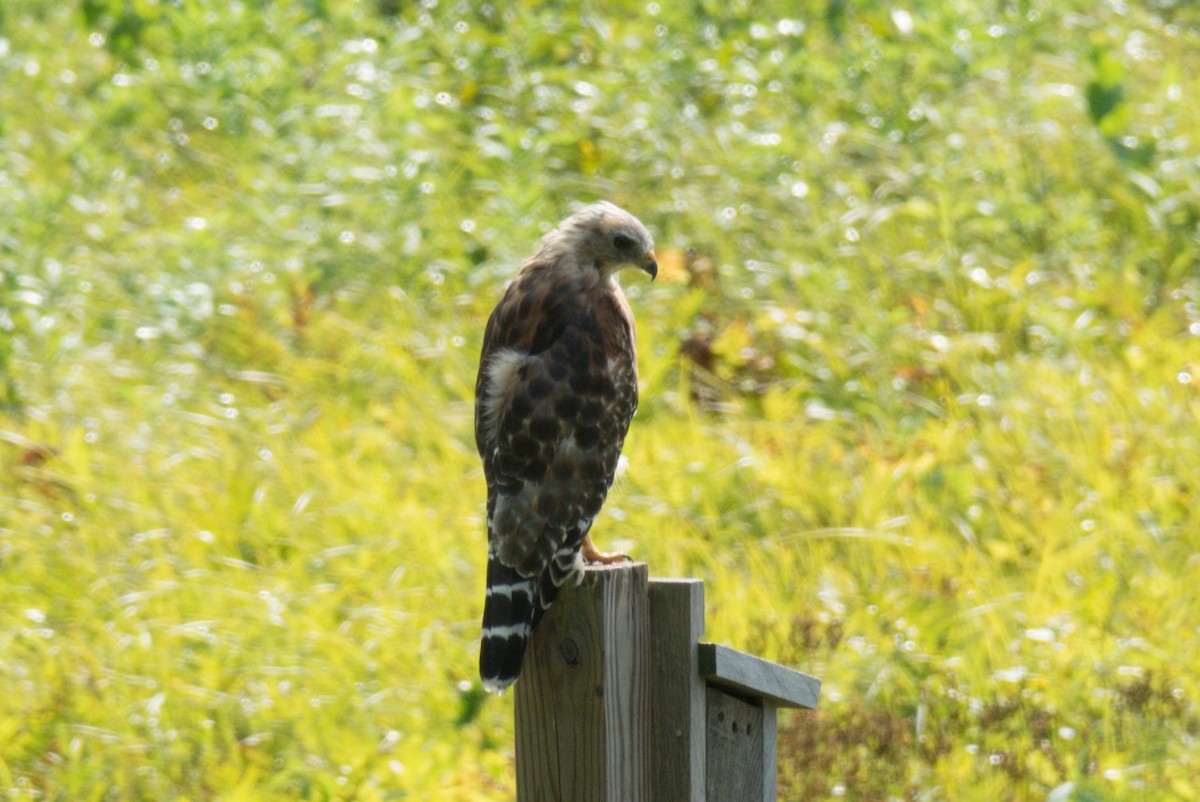 Red-shouldered Hawk - ML261447161