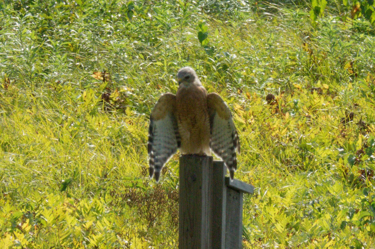 Red-shouldered Hawk - ML261447861