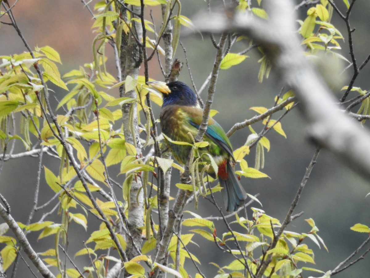 Great Barbet - ML261448611