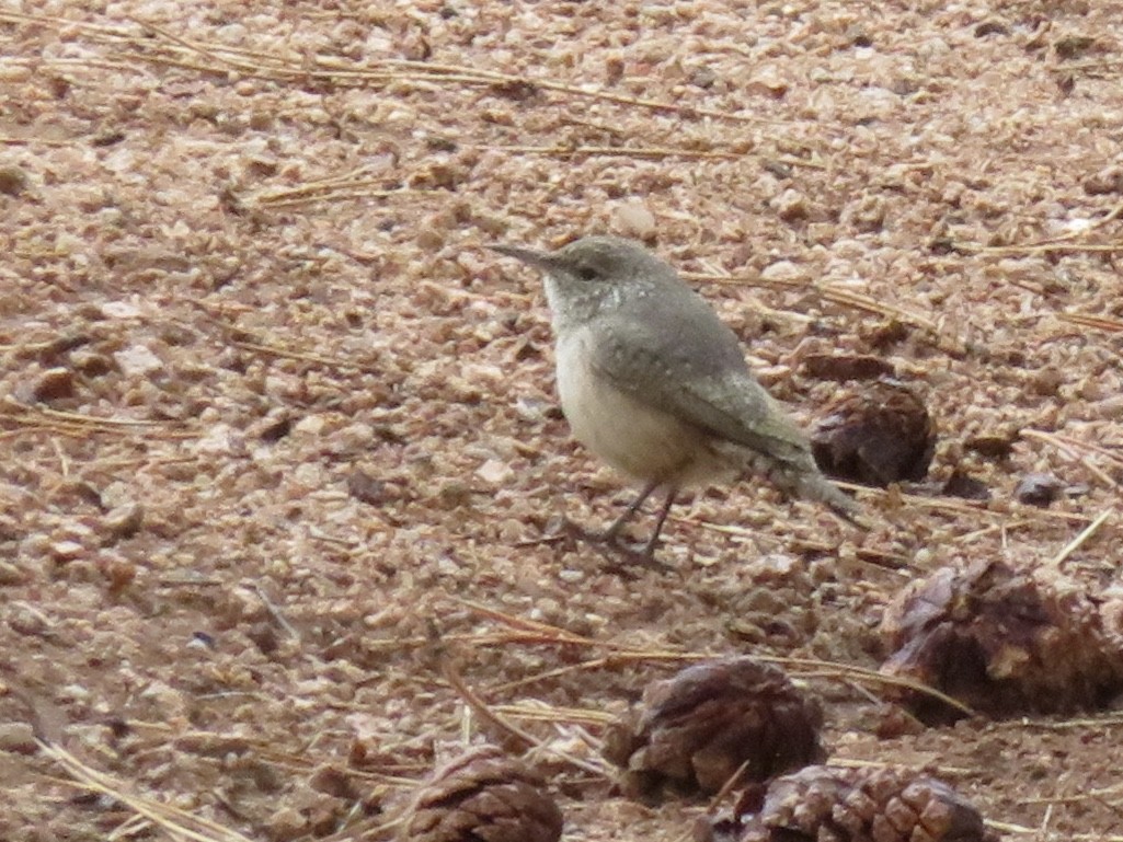 Rock Wren - ML261450191