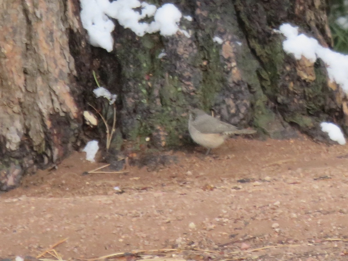 Rock Wren - ML261450201