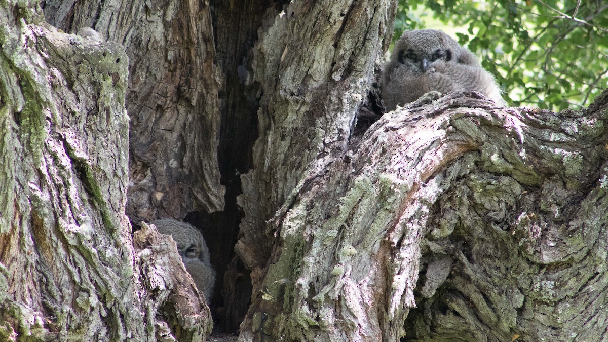 Lesser Horned Owl - Harold Gillibrand