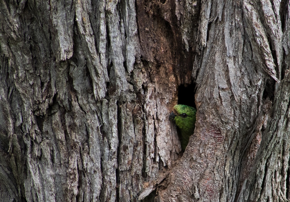 Austral Parakeet - Harold Gillibrand